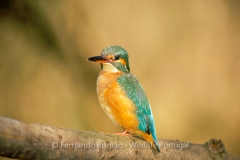 Common Kingfisher (Alcedo atthis)