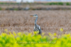 Grey Heron (Ardea cinerea)