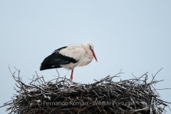 White Stork (Ciconia ciconia)