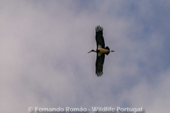 Black Stork (Ciconia nigra)
