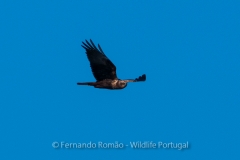 Marsh Harrier (Circus aeruginosus)