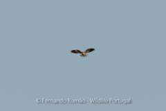 Black-winged Kite (Elanus caeruleus)