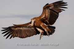 Eurasian Griffon Vulture (Gyps fulvus)