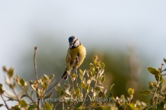 Blue Tit  (Cyanistes caeruleus)