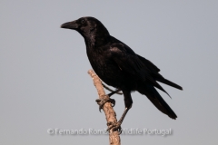 Carrion Crow (Corvus corone corone)