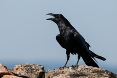 Common Raven (Corvus corax)