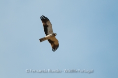 Booted Eagle (Hieraaetus pennatus)