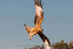 Red Kite (Milvus milvus)