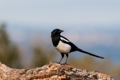 Magpie (Pica pica)