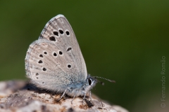 Black-eyed Blue (Glaucopsyche melanops)