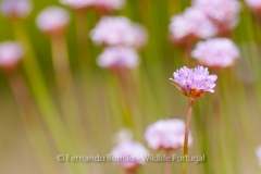 Armeria sampaioi