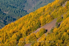 Estrela Mountain's Autumn
