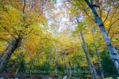 Estrela Mountain´s forest