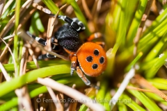 Eresus sp. (Ladybird Spider)