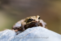 Iberian Stream Frog (Rana iberica)