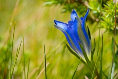 Marsh Gentian (Gentiana pneumonanthe)