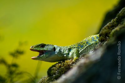 Occelated Lizard (Timon lepidus)
