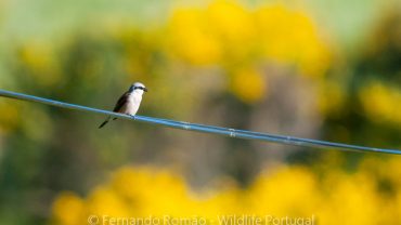 Red-backed Shrike at Estrela Mountain