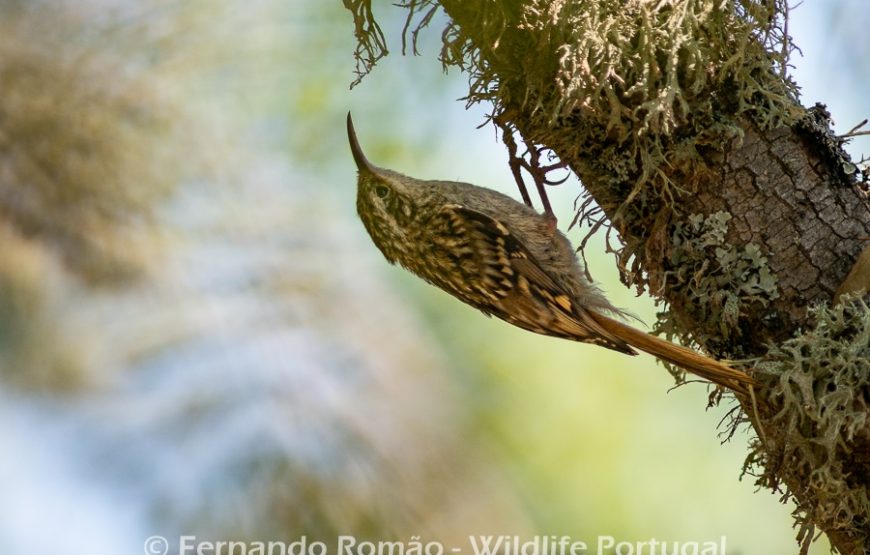 Birds of the Greater Côa Valley – 3days
