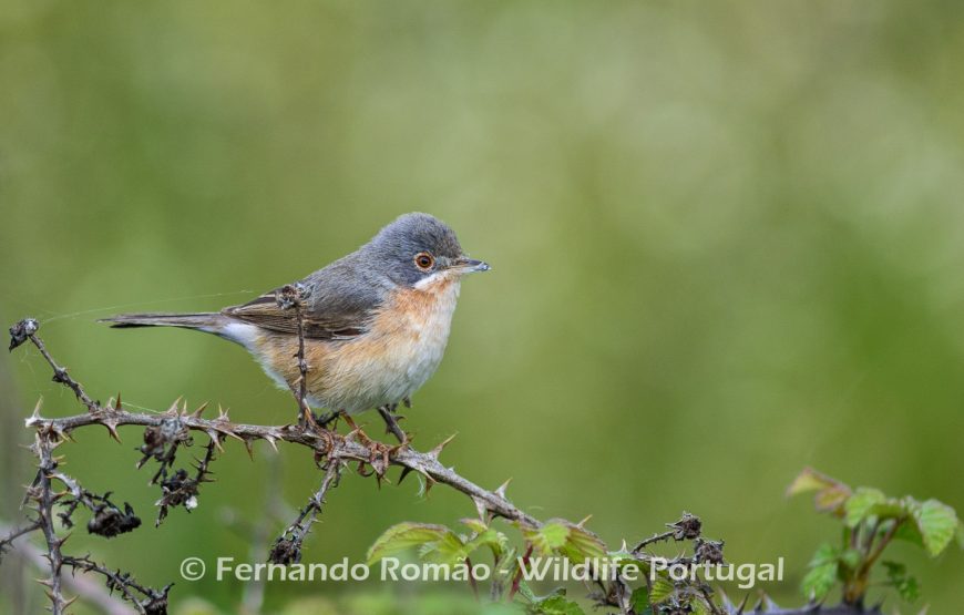 Birds of the Greater Côa Valley – 3days