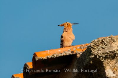 Hoopoe (Upupa epops)