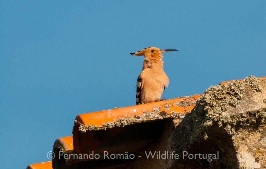 Birds of the Greater Côa Valley – 3days