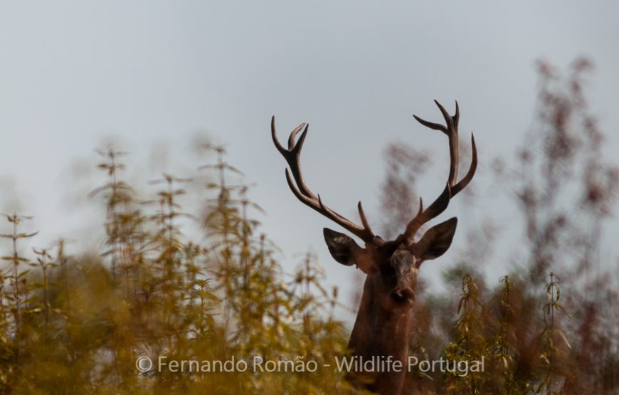 Nature tour in Geopark Naturtejo
