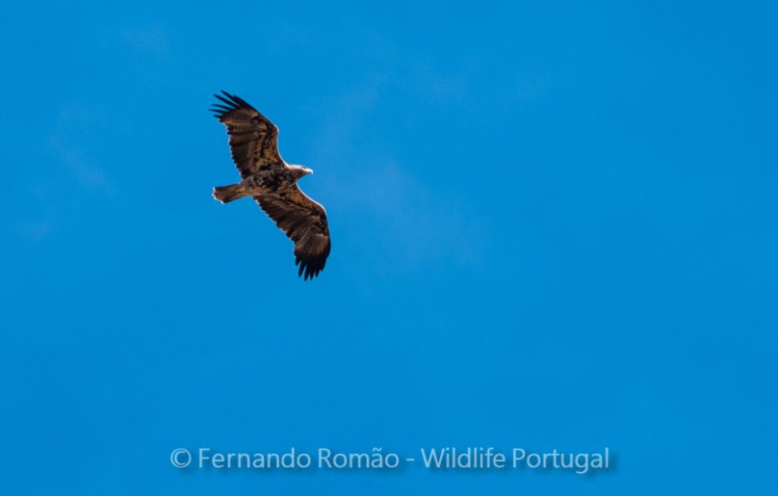Nature tour in Geopark Naturtejo
