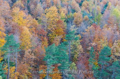 Mixed forest at Estrela Mountain