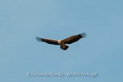 Griffon Vulture (Gyps fulvus) - Mosteiro Stream
