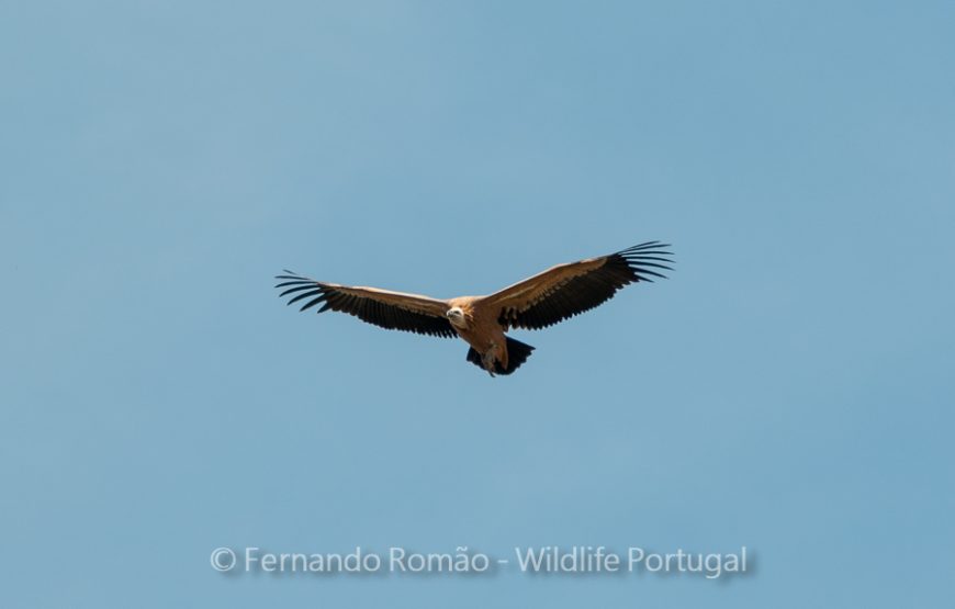 Birds of Upper Alentejo – 2days