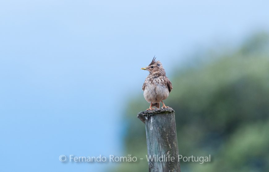 Birds of Upper Alentejo – 2days