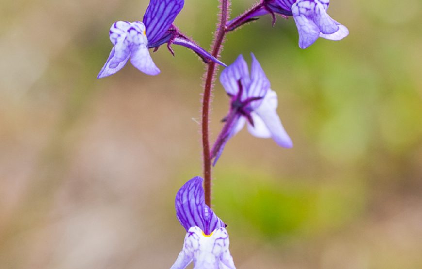 Botanic Expedition to the Greater Côa Valley