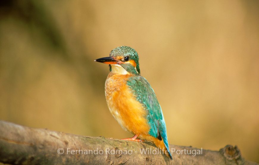 Birds of Upper Alentejo – 2days