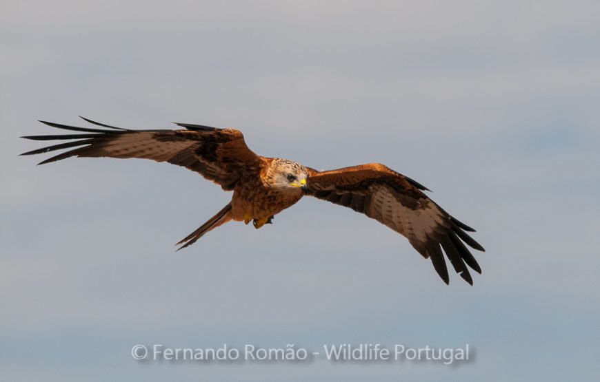 Nature tour in Geopark Naturtejo
