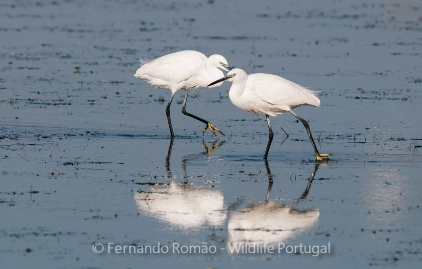 Birds of Upper Alentejo – 2days