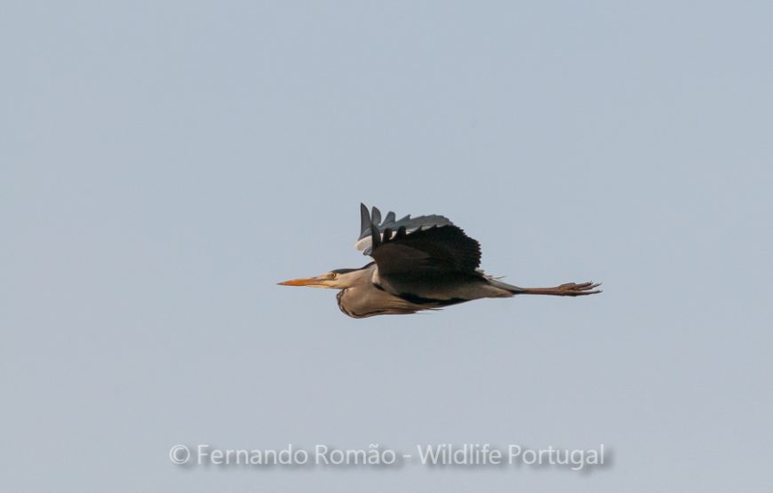 Birds of Upper Alentejo – 2days