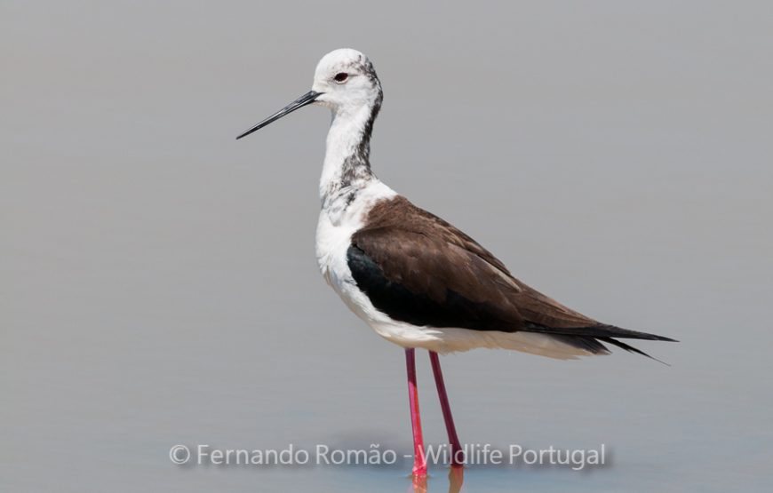 Birds of Upper Alentejo – 2days