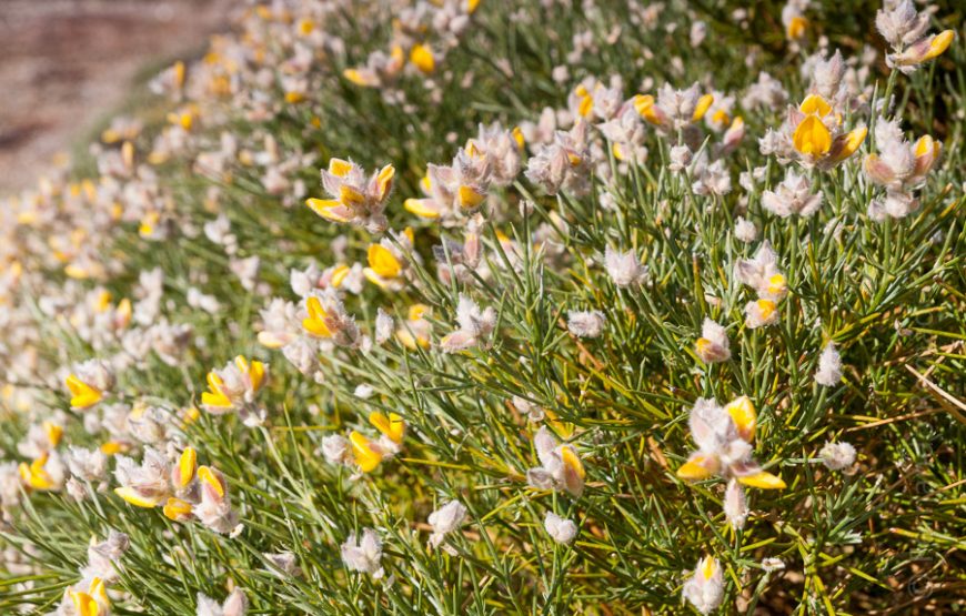 Botanic Expedition to the Greater Côa Valley