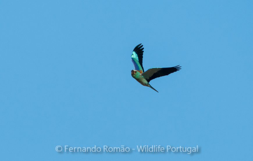 Birds of Upper Alentejo – 2days