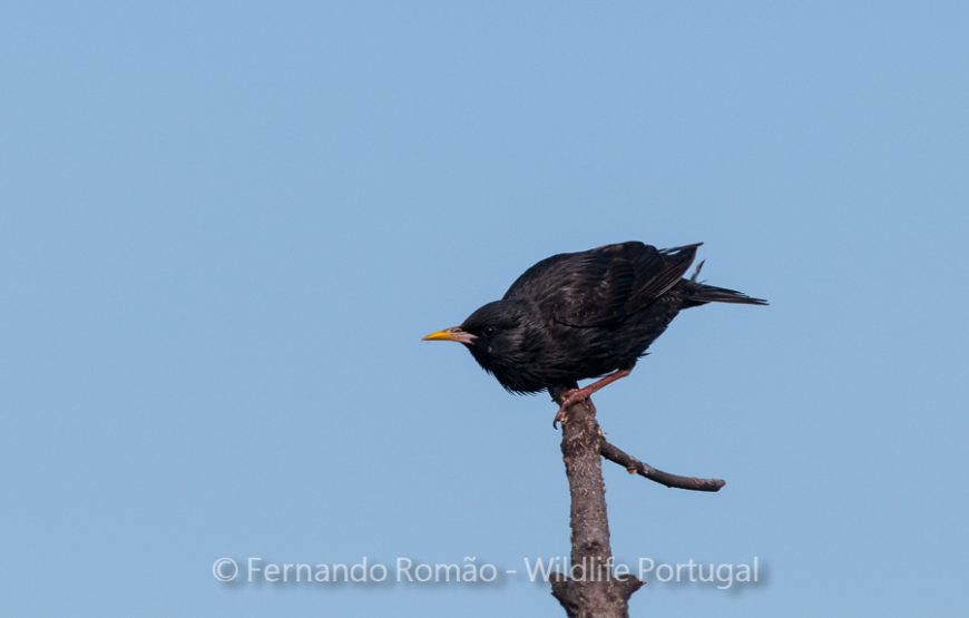 Birds of the Greater Côa Valley – 3days