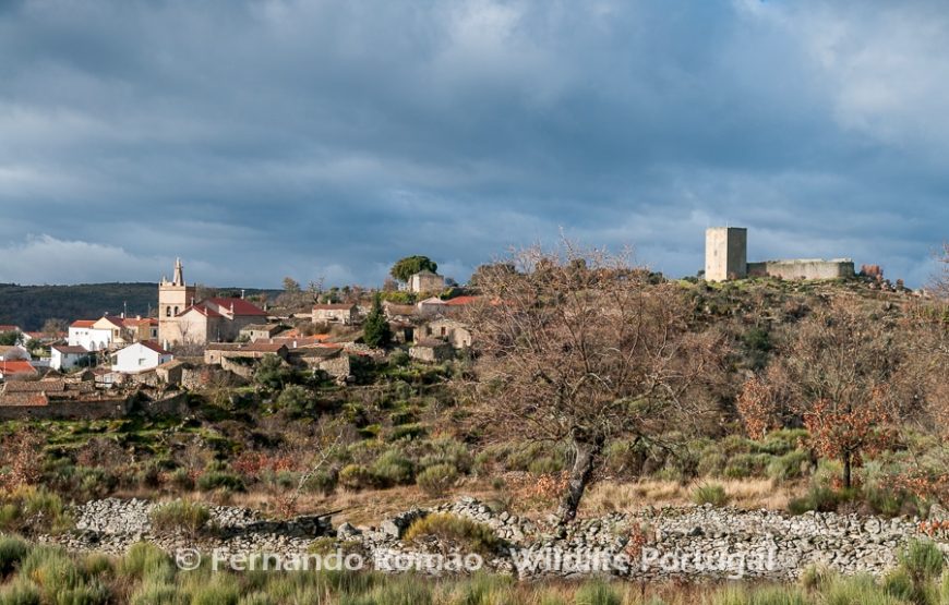 Rewilding areas of the Greater Côa Valley