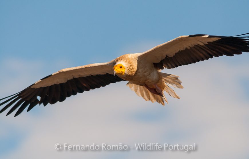 Birds of the Greater Côa Valley – 3days