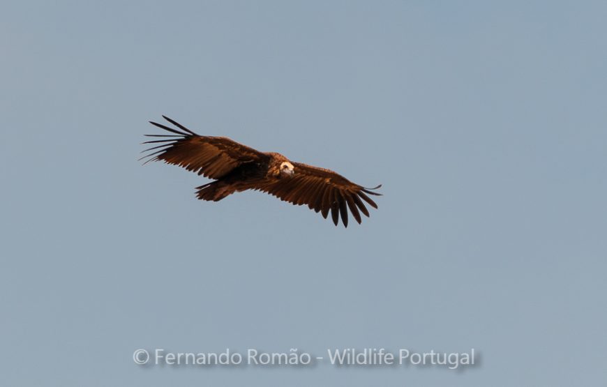 Birds of Upper Alentejo – 2days