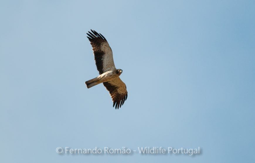 Birds of the Greater Côa Valley – 3days