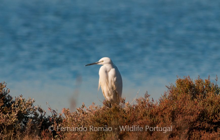 Aves do Alto Alentejo_2dias