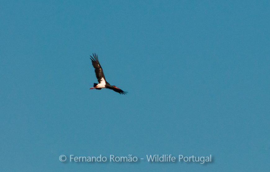 Birds of Upper Alentejo – 2days