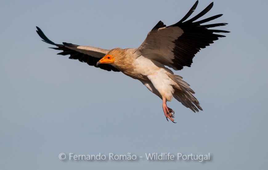Passeio de natureza no Geopark Naturtejo