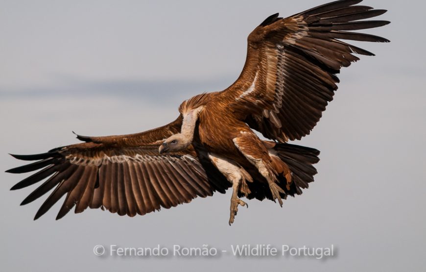 Rewilding areas of the Greater Côa Valley