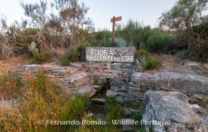 The Greater Côa Valley Expedition